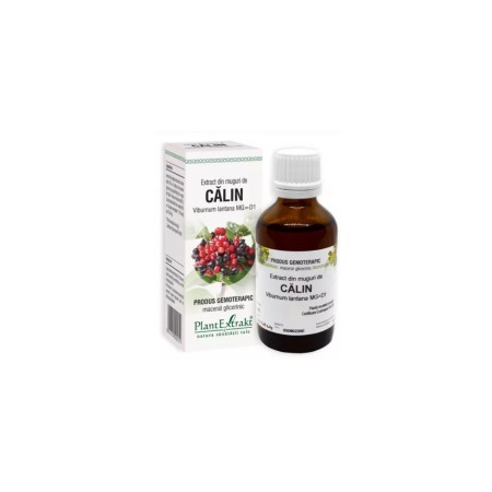 Plant E Extract Muguri de Calin